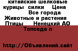 китайские шелковые курицы (силки) › Цена ­ 2 500 - Все города Животные и растения » Птицы   . Ненецкий АО,Топседа п.